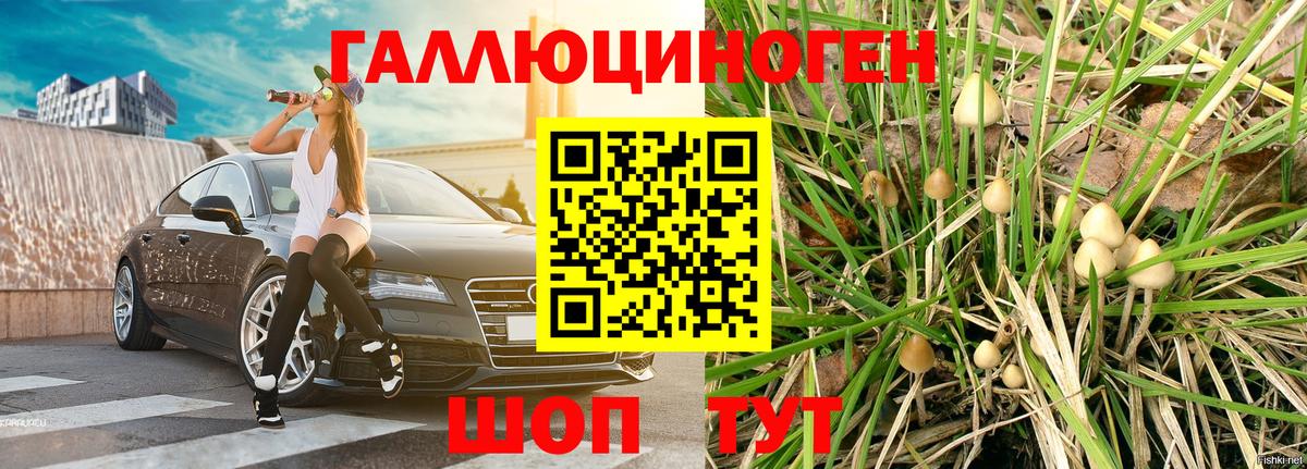 Псилоцибиновые грибы GOLDEN TEACHER  Вход с VPN  Когалым  Псилоцибиновые грибы Psilocybine cubensis 